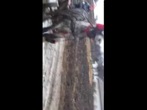 SURU' LU CATALIN DIN CORNI ALBESTI