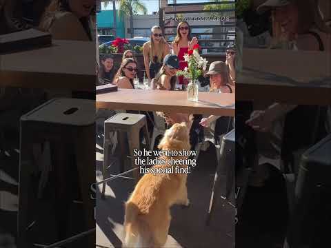 This golden retriever is showing of his stick to all 🥹🥹😁😁🥰🥰