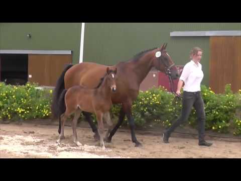 Holsteiner Premium Filly by QUIBERY x Cassini I (*2016)