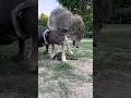 Wolf Is Victorious Wolf Xlbully Dog Dogtraining Pitbull