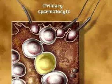 Candele procaina prostatite Prostata tumore decadimento
