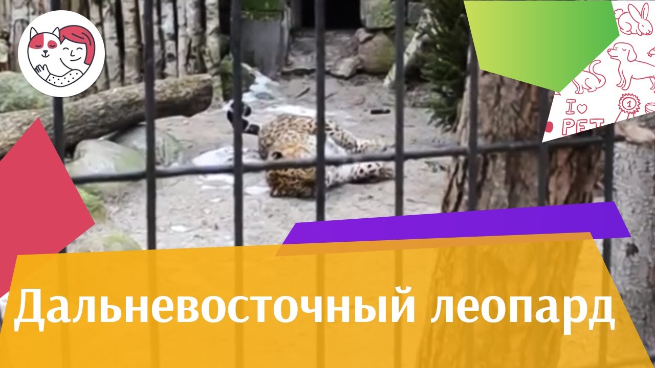 Дальневосточный леопард Рацион нна ilikepet