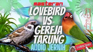 Download lagu LOVEBIRD VS GEREJA NYECRET Panjang Top Buat Master... mp3