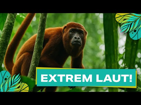 Dschungel-Alarm! Auf Spurensuche im bedrohten Regenwald von Peru YouTopia 2025