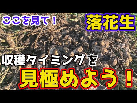 フダンソウの収穫: タイミング、保管、保存に関するヒント 植物