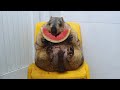 funny marmot sits and chews watermelon