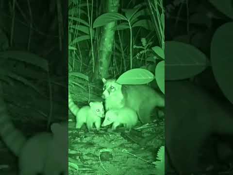 Ring tailed Coati with Babies vs Ocelot  Jungle Shadow 🌿
