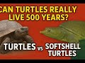 Can Turtles Really Live 500 Years Turtle Vs Softshell Lifespan Explained