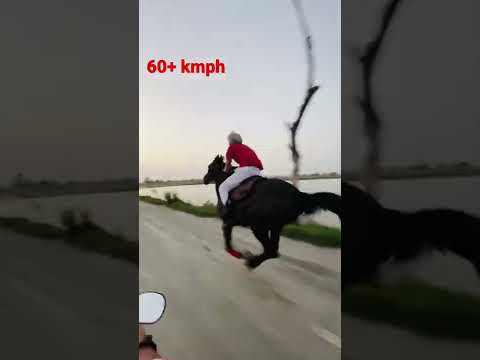 , title : 'Marwari horse danni  sire by stallion danna at top speed / fastest marwari horse'