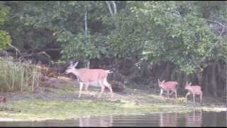 preview picture of video 'Nisqually National Wildlife Refuge'