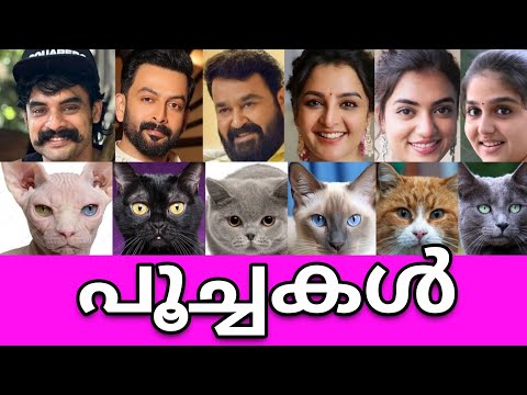 Malayalam actresses who bought cats worth crores🤯You will be shocked to hear the price😳LUXURY CAT...