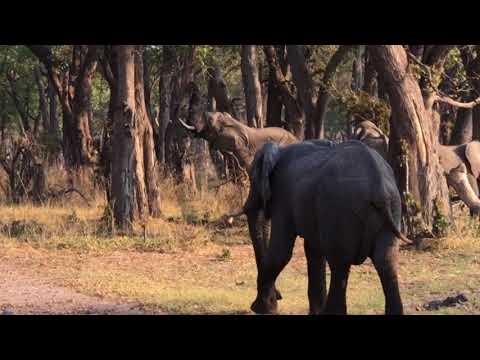 Elephant pushes down a tree