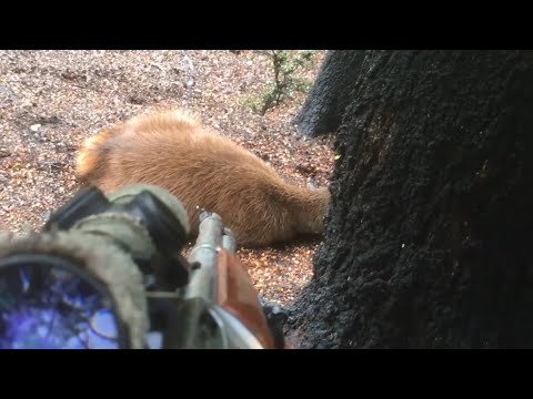 Red deer stalking. How close can you get? NZ Hunting.