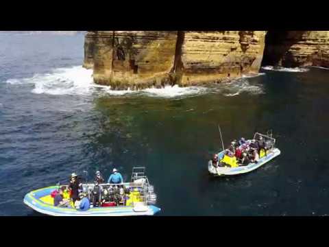 Go Dive Tasmania  - Explore above and below the surface