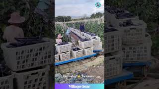 This Eggplant Farm's Got a MINI TRAIN &amp; It's So COOL! 🍆🚂 #farming #eggplant #harvest #cooltech