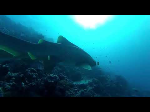 Suvadiva / Huvadhoo: Face to face with leopard sharks