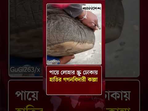 পায়ে লোহার স্ক্রু ঢোকায় হাতির গগনবিদারী কান্না | Elephant | World News | Protidiner Bangladesh