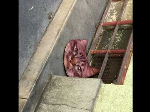 Clara La San - Let You Go (Astra G Remix)