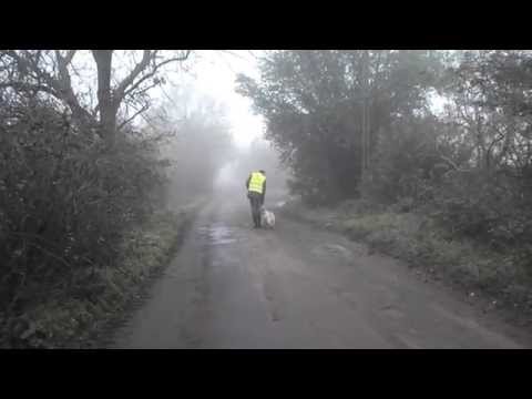 Gminne schronisko dla bezdomnych zwierząt w Środzie Wlkp. - Rawia