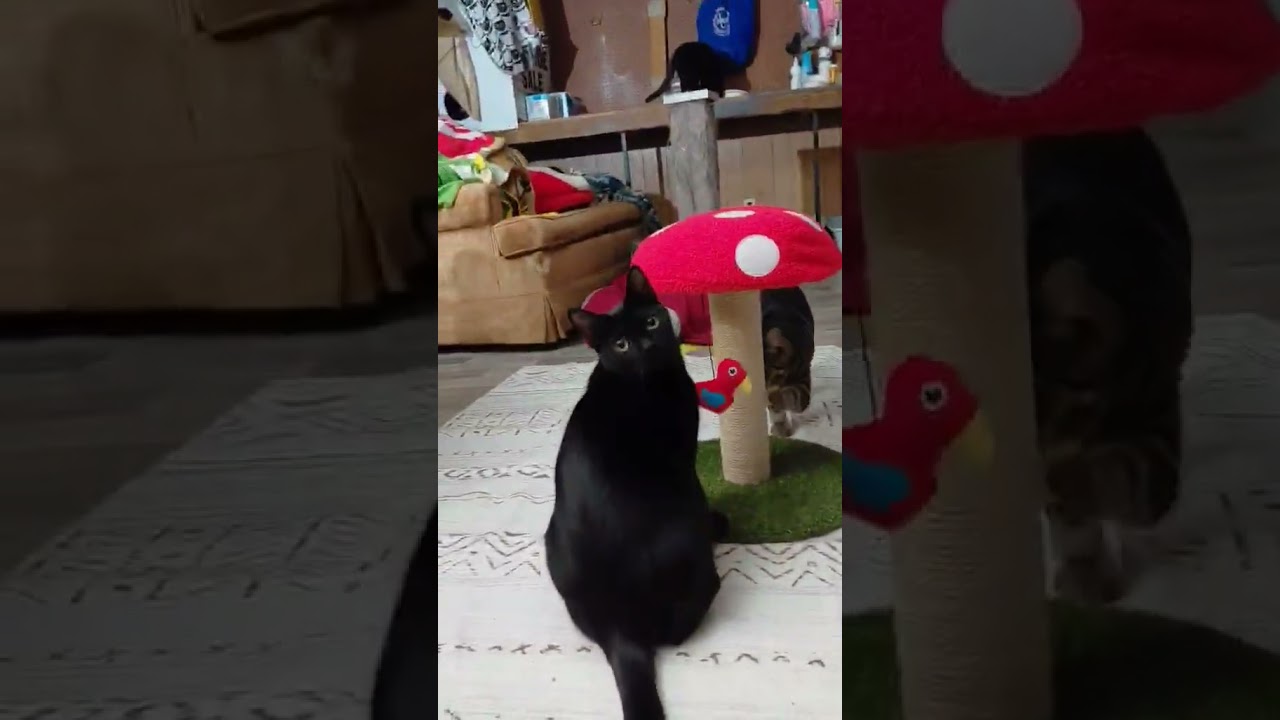 Enlarge Calvin, a ADOPTABLE Domestic Short Hair in Spring, TX video 3/4