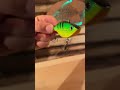 Video Thumbnail for Crank Bait Lure Will Land Aggressive Shallow Water Pike