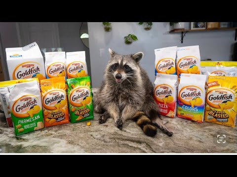 Raccoon Picks Favorite Goldfish Flavor! (Taste Test!)