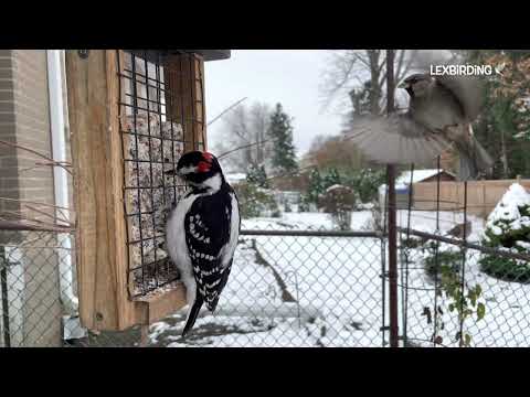 Woodpeckers in wintertime