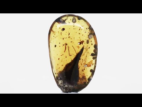 Tiniest Dinosaur Of All Time Discovered Encased In Amber