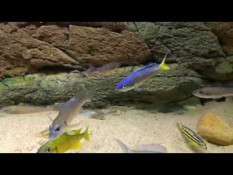 Cyprichromis leptosoma Kerenge bay