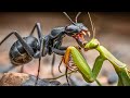 INSECTOS BRUTALES Los Más Peligrosos Del Planeta Documental