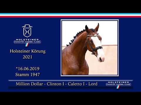 Holsteiner Körlot 2021 | Nr. 51 v. Million Dollar - Clinton I - Caletto I - Lord