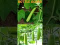 ANMOL F1 BOTTLEGOURD SEEDS // #farming //#BOTTEGOURD