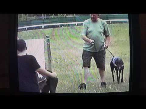 Isaszeg Park Agárverseny 2017.07.08.