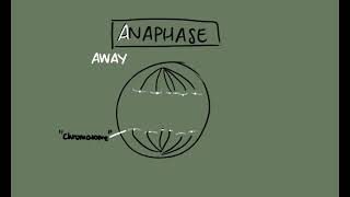 Mitosis | Interphase, Prophase, Metaphase, Anaphase and Telophase