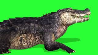 Download lagu green screen Buaya berjalan // gratis / no copyright #greenscreen mp3