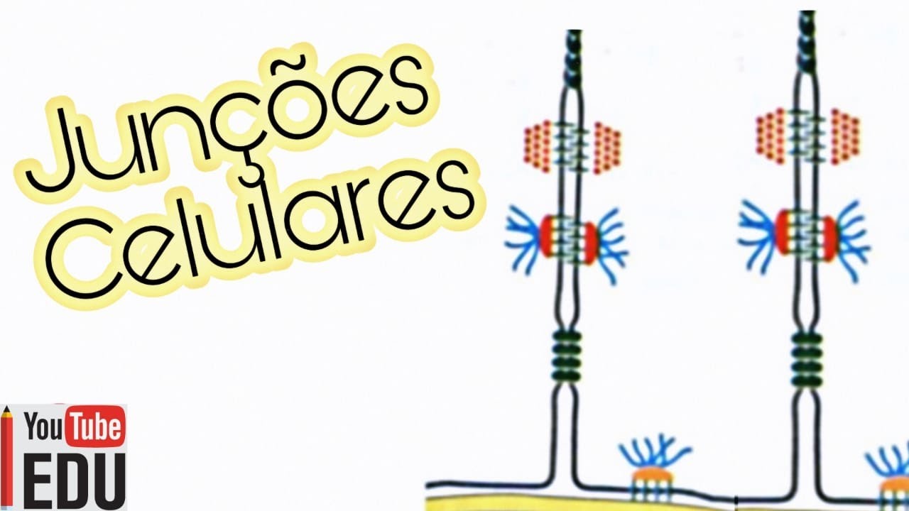 Junções Celulares
