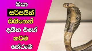 Snake Dreams Meaning Your Personality -Sinhala