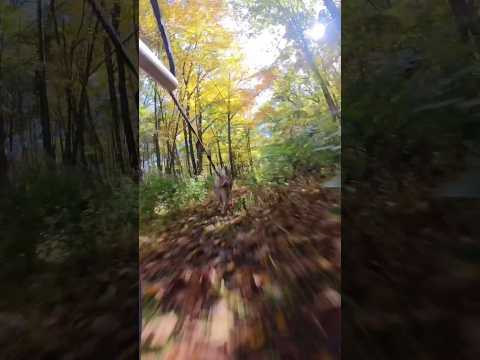 Mountain biking with my Husky, fall color poppin’ #bikejoring #husky #sleddog #urbanmushing #dogs