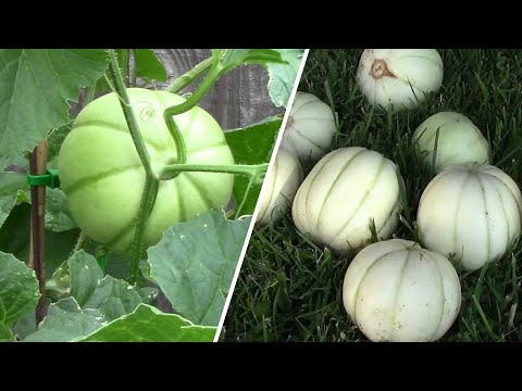 Vertical Gardening 12 Vegetables That Can Be Grown On A Trellis