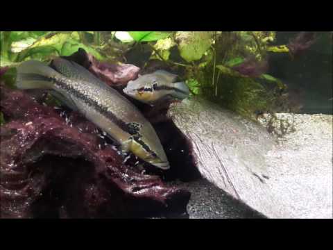 Crenicichla lepidota