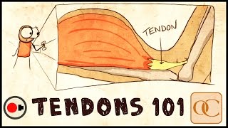 Tendons & Tendinitis: The Basics from SPORTOLOGY