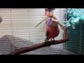 Rosey Bourke Parakeet Singing Talking