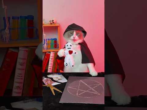 Don’t mess with Puff… he knows voodoo and he’s not afraid to use it! #thatlittlepuff #prank #revenge