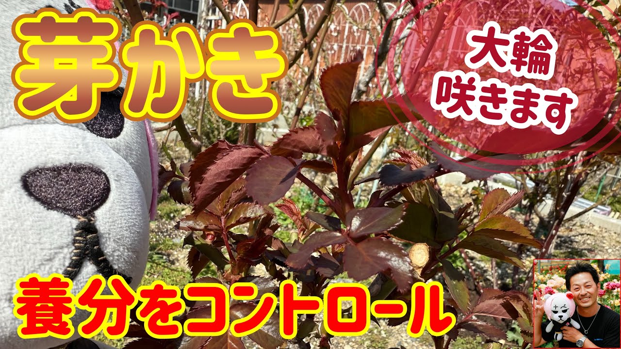 大輪咲かせます🌹【芽かき】養分をコントロール‼️