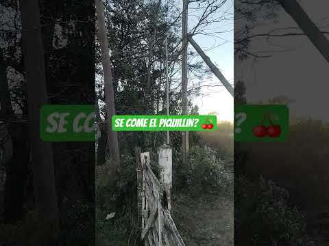 SE COME EL FRUTO DEL PIQUILLIN? 🍒🐱#argentina #cordoba #frutosdelespíritu #naturaleza #arboleda 🍎🍒🍅🐱