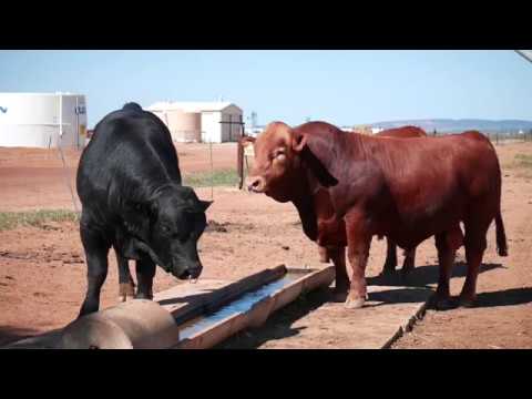 Morawa Health and Education