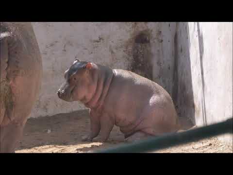 RAYAPPA, LAZY HIPPO CALF