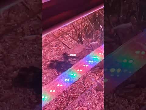 Best LED Light for planted aquarium | Roxin GX-A600 #shorts @LushAqua