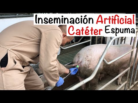 , title : 'Proceso CORRECTO INSEMINACIÓN artificial CERDAS -CATÉTER ESPUMA- CAPITULO 5.1 -INSEMINACIÓN CERDAS'