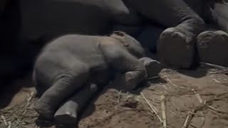 Download lagu Nighttime Cuddles:ย Baby Elephant Sleeps Soundly with Mom at Night mp3 Download lagu Nighttime Cuddles:ย Baby Elephant Sleeps Soundly with Mom at Night mp3